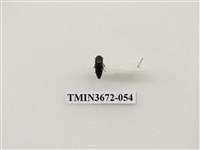 藏品(吉丁蟲)的圖片